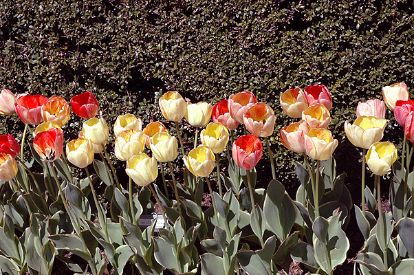 Central Park 051.JPG